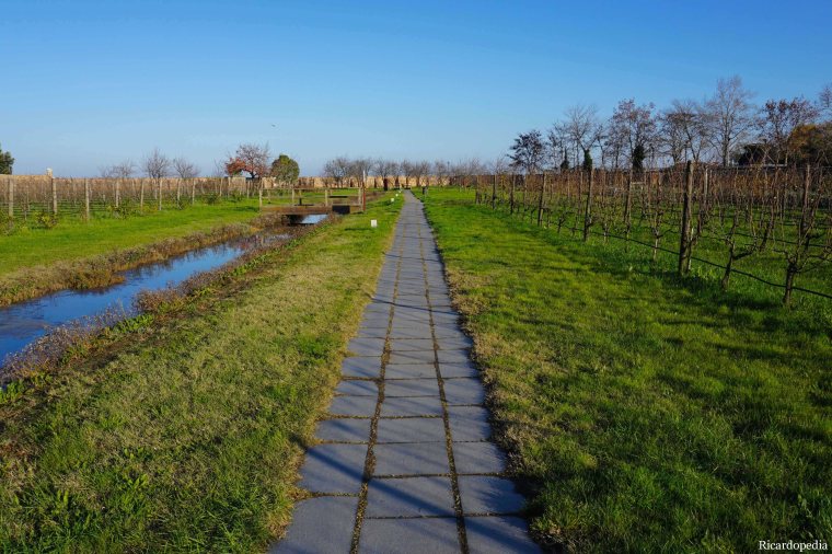 Mazzorbo Island garden