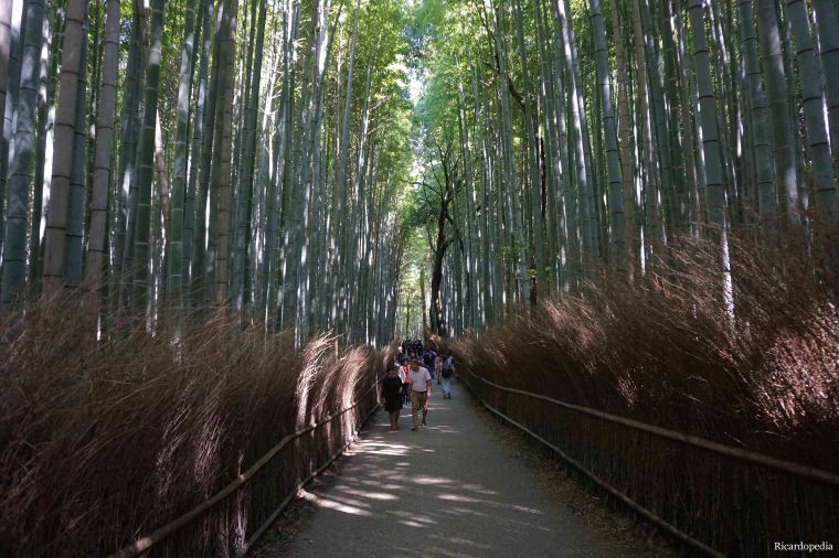 Kyoto Arashiyama