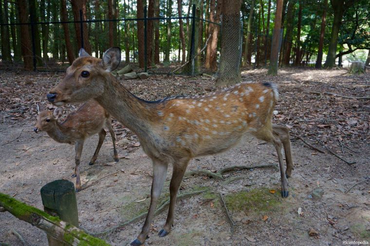 Japan Nara Park Deer