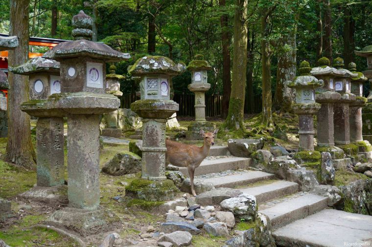 Japan Nara Park Deer