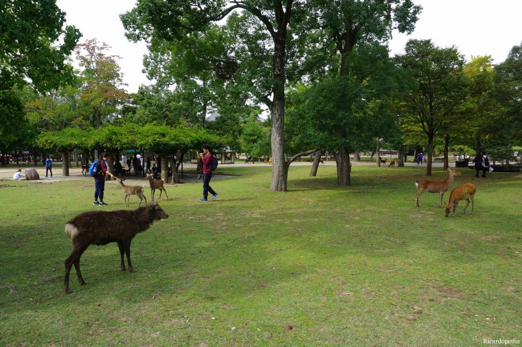 Japan Nara Park Deer
