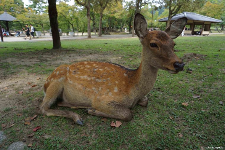 Japan Nara Park Deer