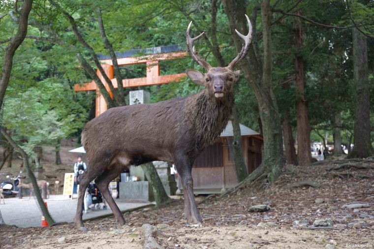 Japan Nara Park Deer