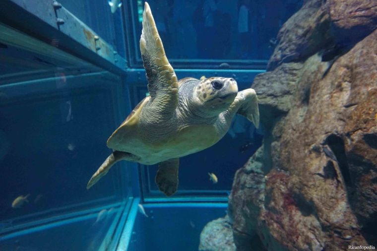 Japan Osaka Aquarium