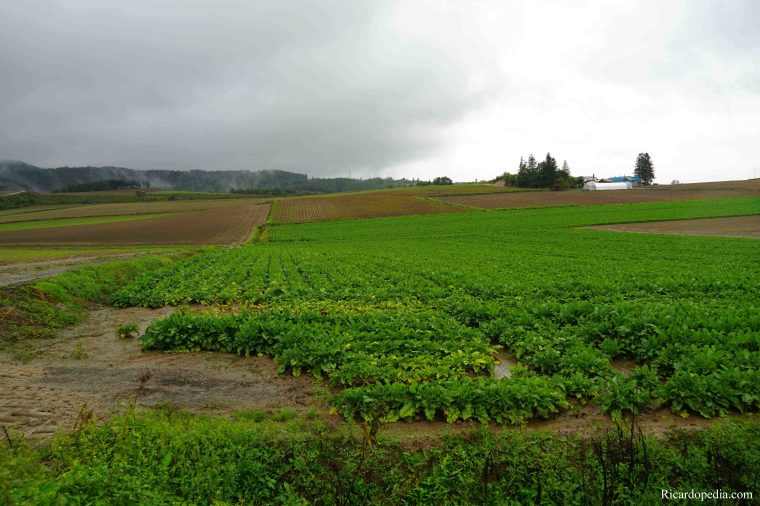 Japan Hokkaido Panorama Road