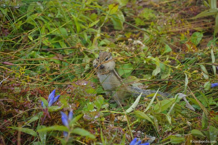 Japan Hokkaido Daisetsuzan Asahidake