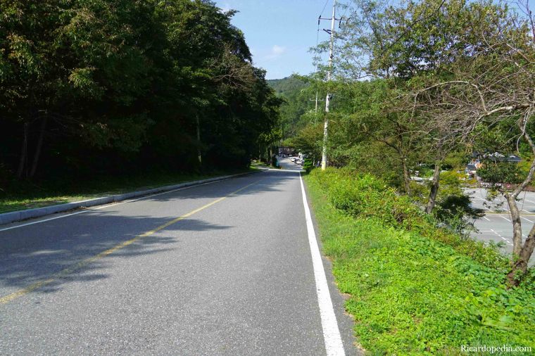 Boseong Korea Tea Plantation