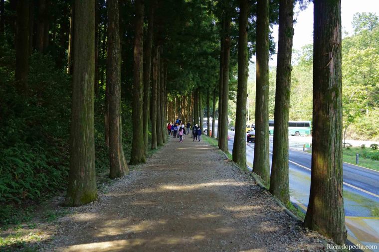 Boseong Korea Tea Plantation