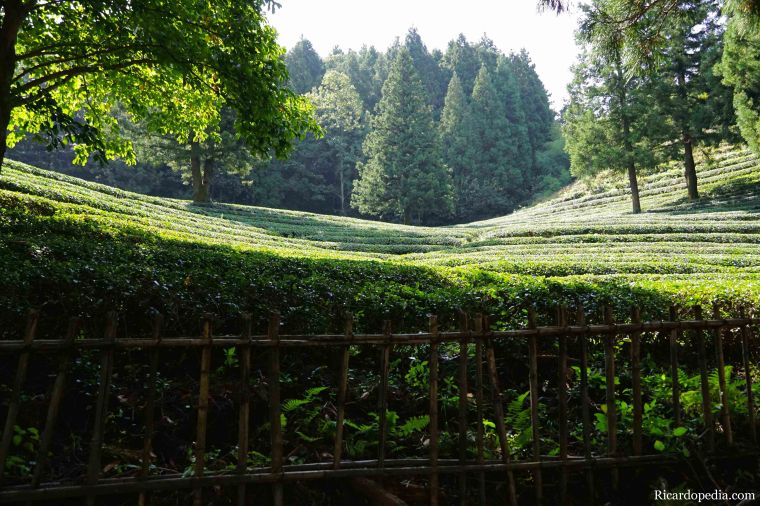 Boseong Korea Tea Plantation