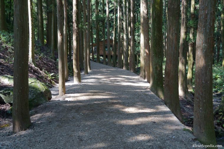 Boseong Korea Tea Plantation