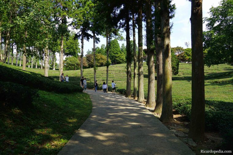 Boseong Korea Tea Plantation