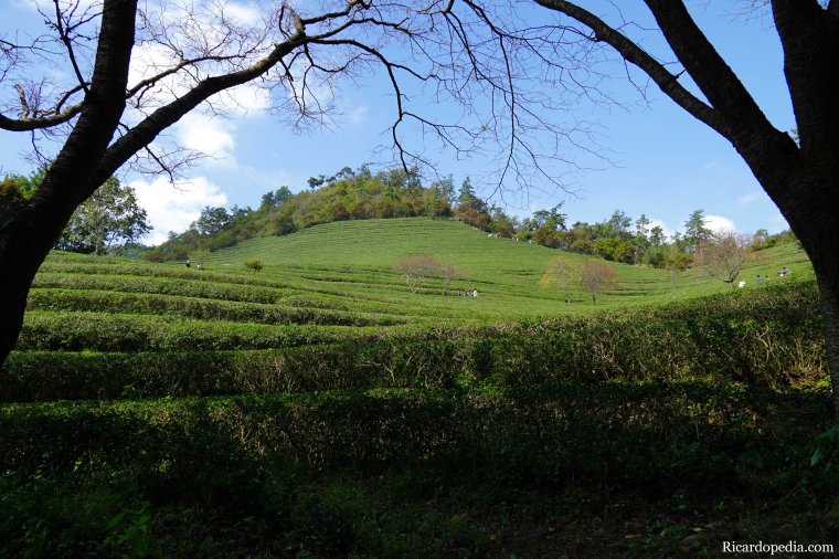 Boseong Korea Tea Plantation