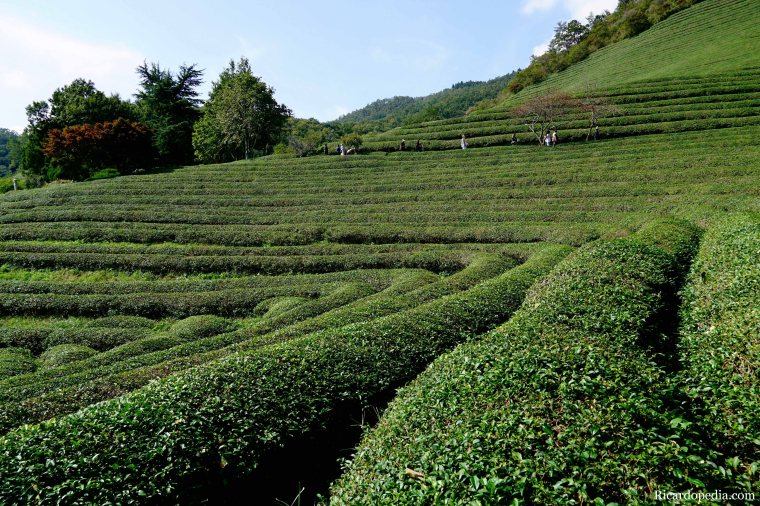 Boseong Korea Tea Plantation
