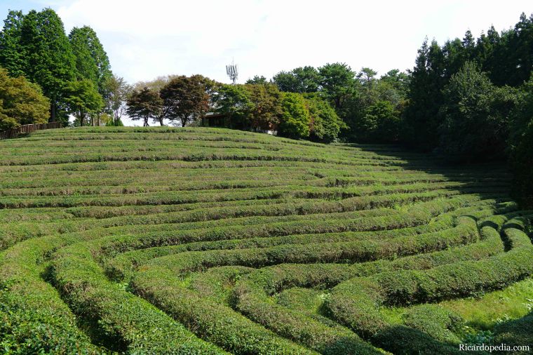 Boseong Korea Tea Plantation
