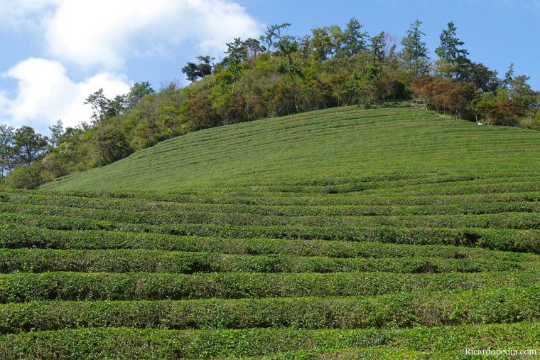 Boseong Korea Tea Plantation
