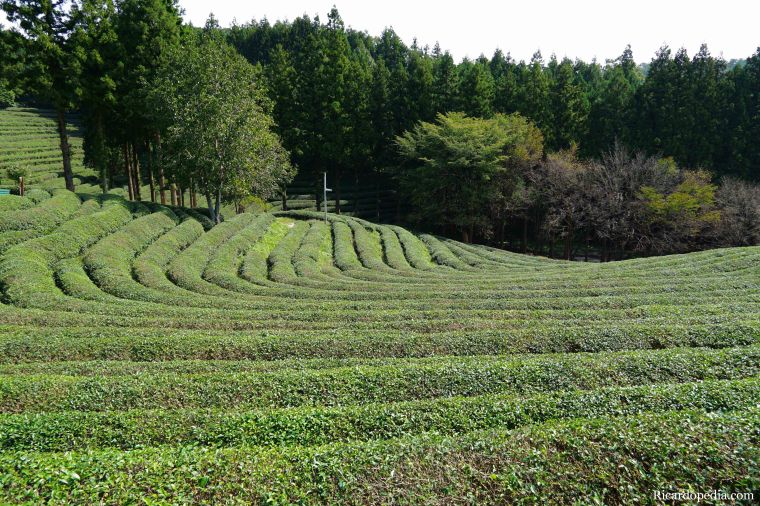 Boseong Korea Tea Plantation