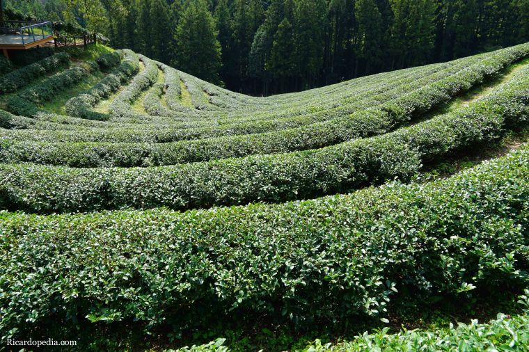Boseong Korea Tea Plantation