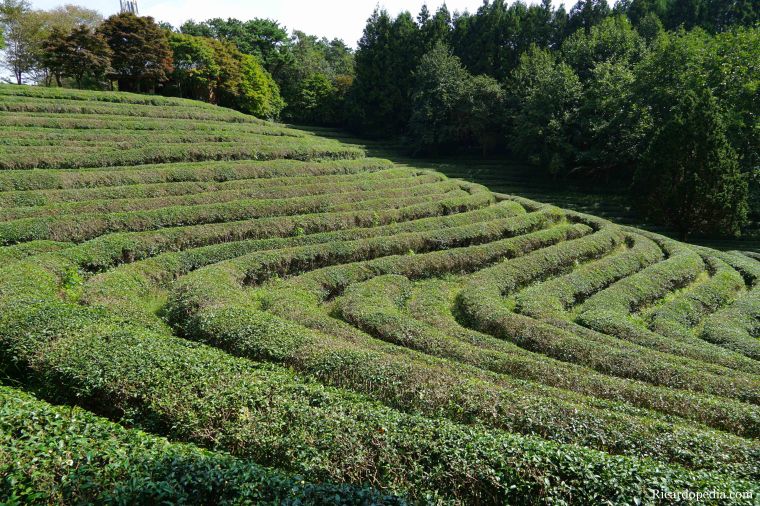 Boseong Korea Tea Plantation