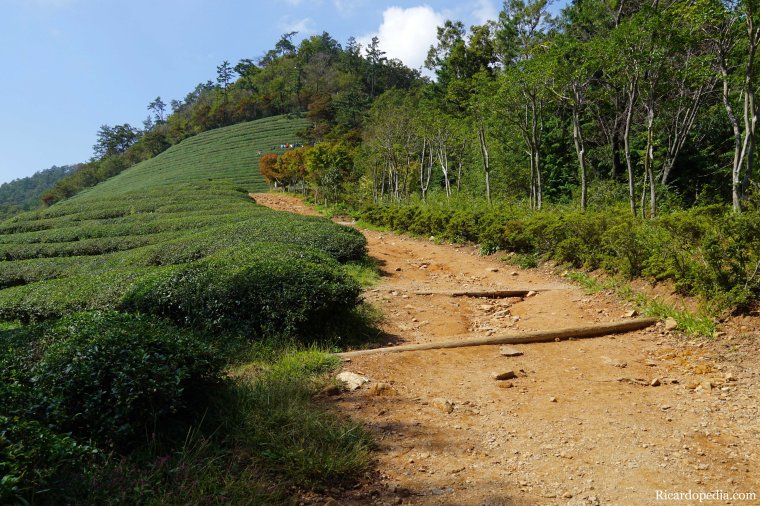 Boseong Korea Tea Plantation