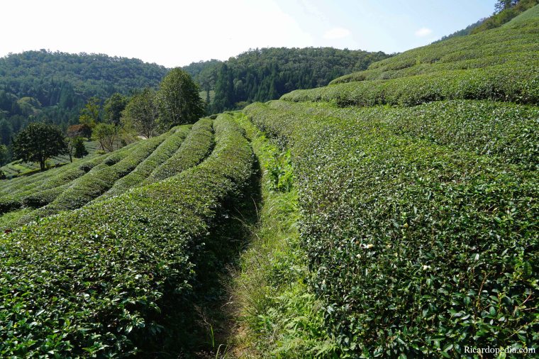 Boseong Korea Tea Plantation
