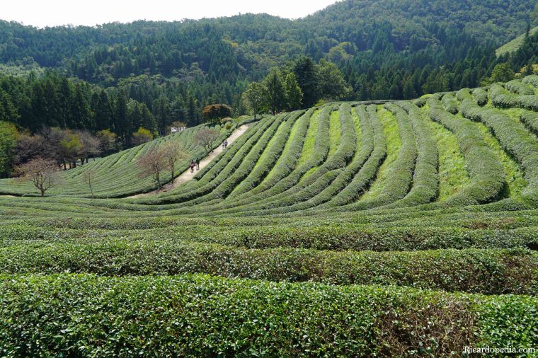 Boseong Korea Tea Plantation