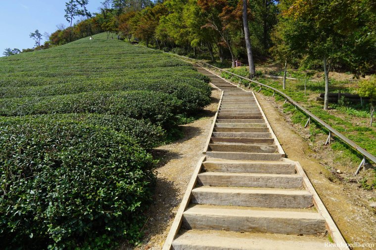 Boseong Korea Tea Plantation