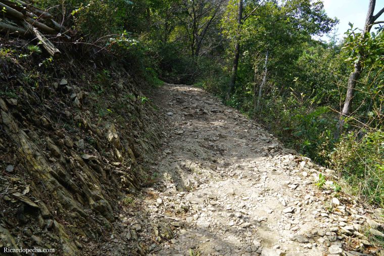Boseong Korea Tea Plantation