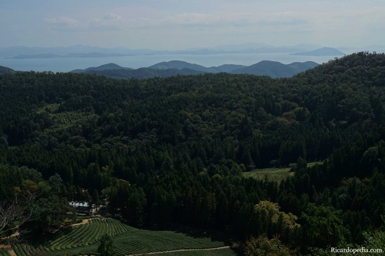 Boseong Korea Tea Plantation