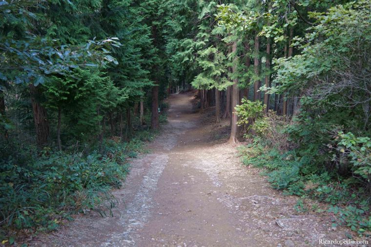 Boseong Korea Tea Plantation