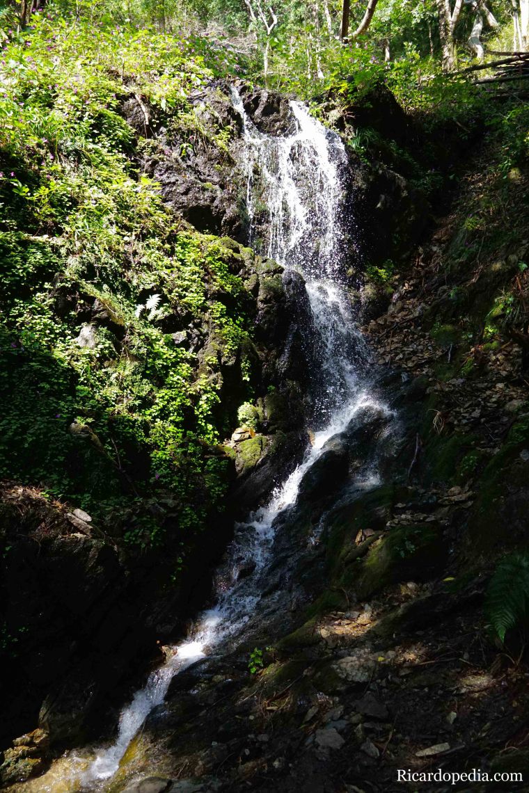 Boseong Korea Tea Plantation