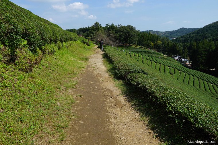 Boseong Korea Tea Plantation