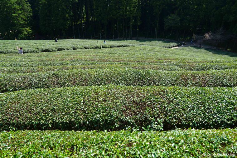 Boseong Korea Tea Plantation