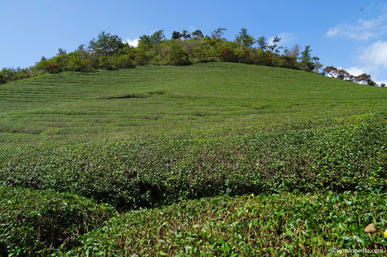 Boseong Korea Tea Plantation