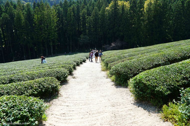 Boseong Korea Tea Plantation