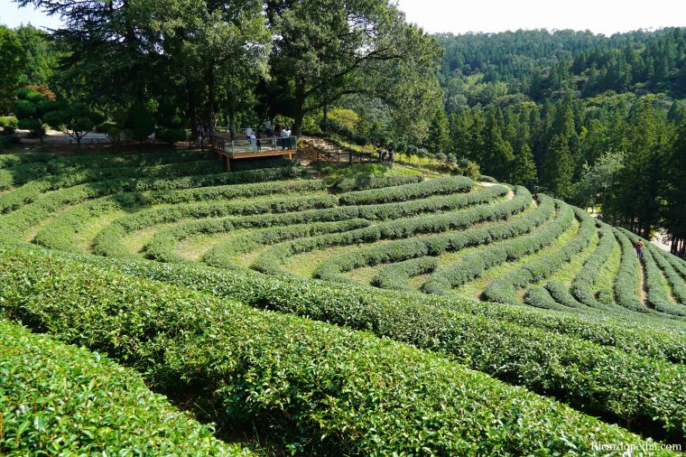 Boseong Korea Tea Plantation
