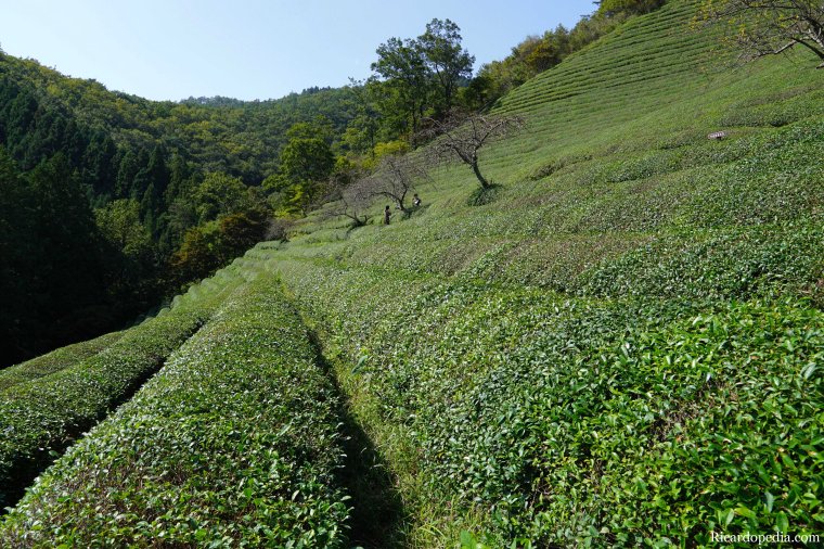 Boseong Korea Tea Plantation