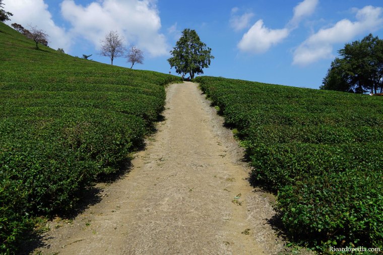 Boseong Korea Tea Plantation