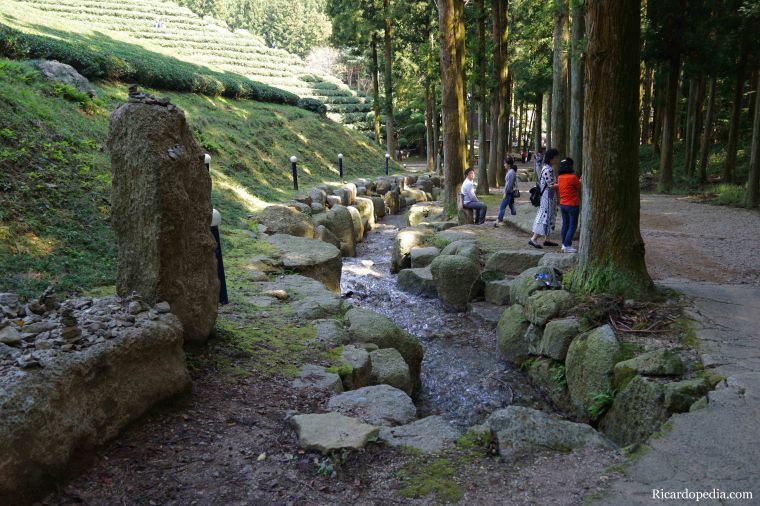 Boseong Korea Tea Plantation