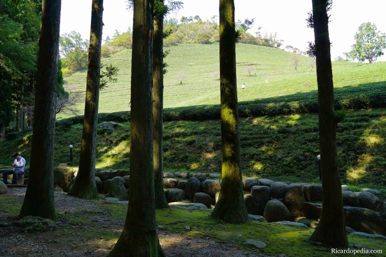 Boseong Korea Tea Plantation
