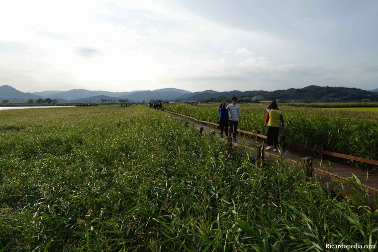 Korea Suncheon Bay Wetlands Reserve