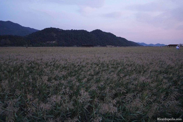 Korea Suncheon Bay Wetlands Reserve