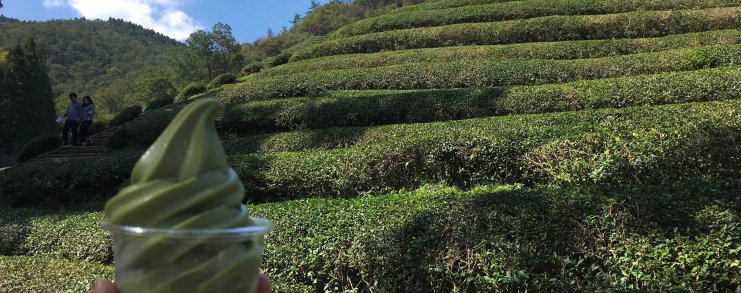 Boseong Korea Tea Plantation
