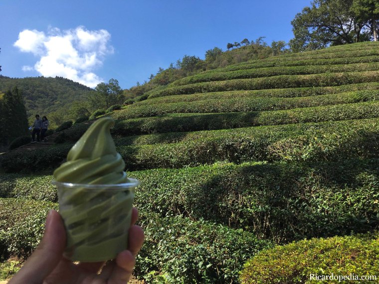 Boseong Korea Tea Plantation