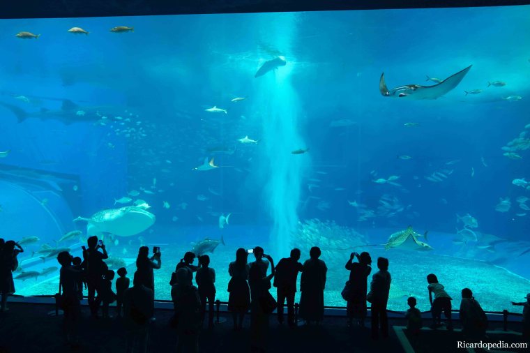 Japan Okinawa Churaumi Aquarium
