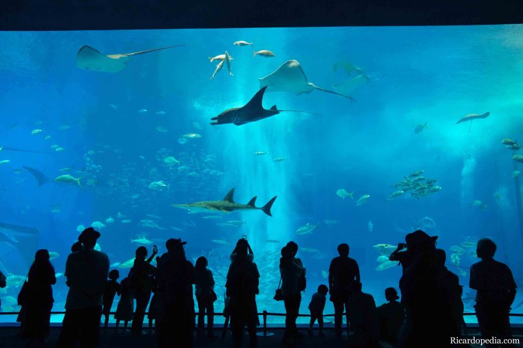 Japan Okinawa Churaumi Aquarium