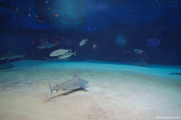 Japan Okinawa Churaumi Aquarium