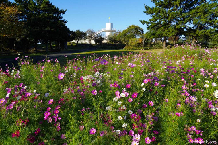 Japan Fukuoka Uminonakamichi Seaside Park