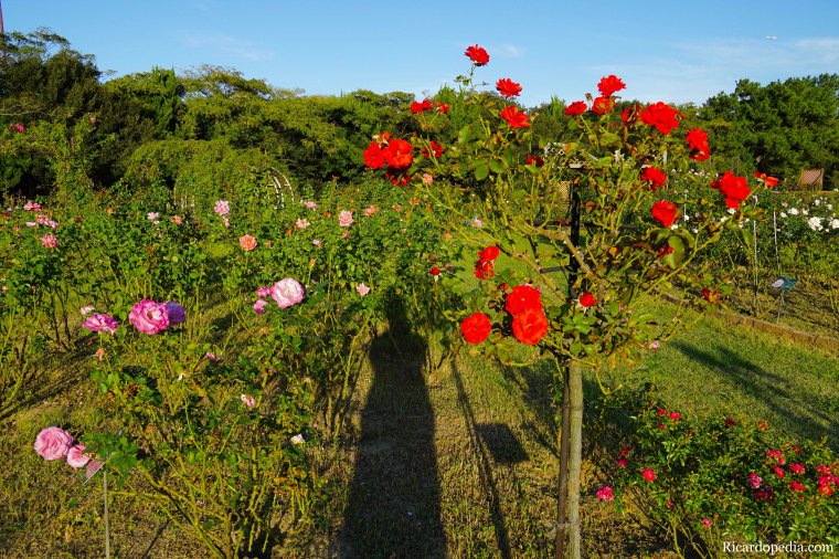Japan Fukuoka Uminonakamichi Seaside Park