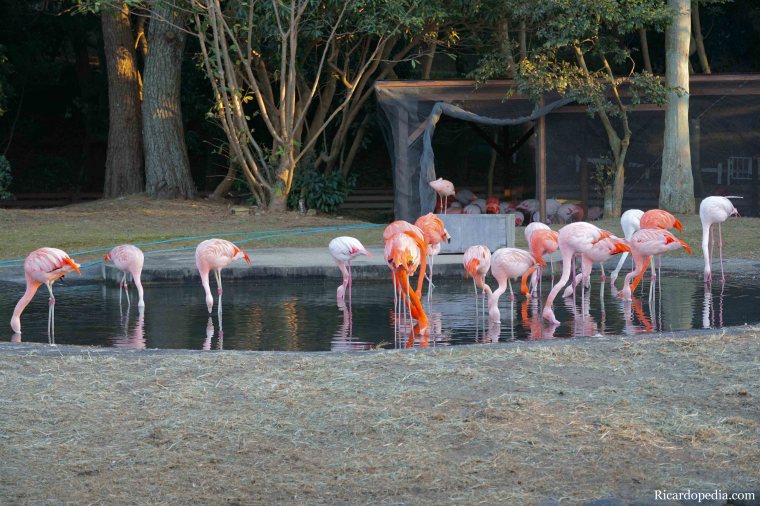 Japan Fukuoka Uminonakamichi Seaside Park