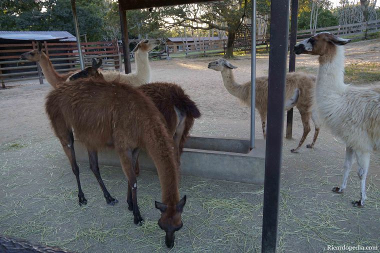 Japan Fukuoka Uminonakamichi Seaside Park